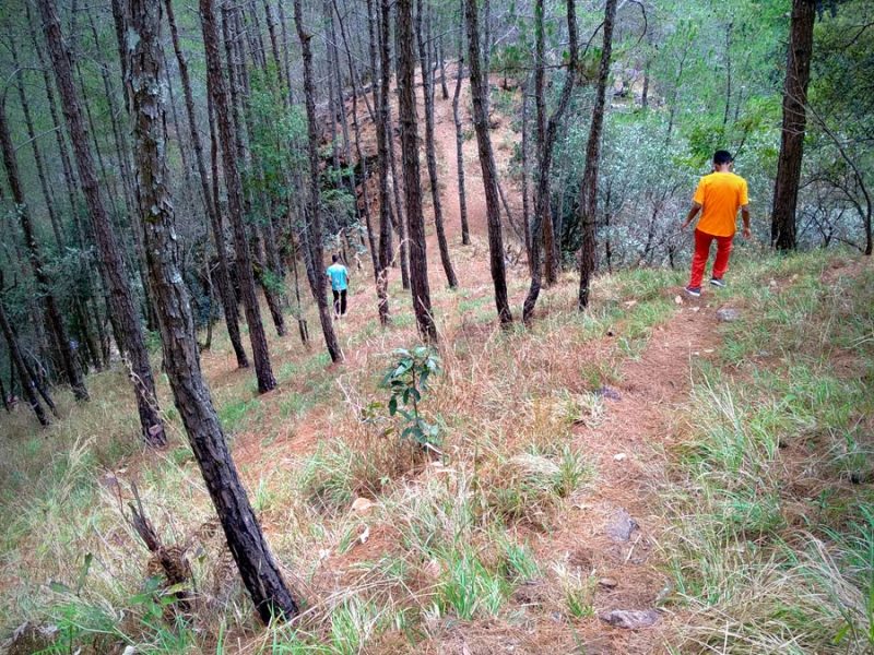 Rhododendron Trek