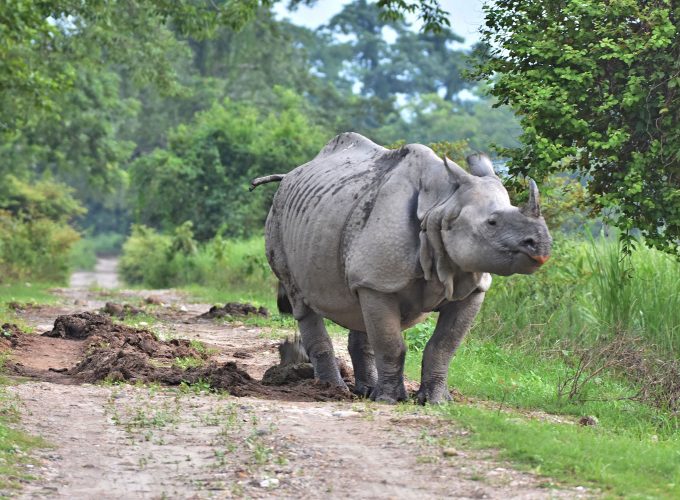 Adventure Tours, Tour Packages, Car Rental in Assam & Northeast. Trusted Travel Agency for Assam and Northeast.