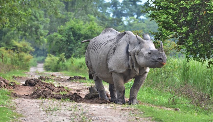 Kaziranga Tour Package from Guwahati